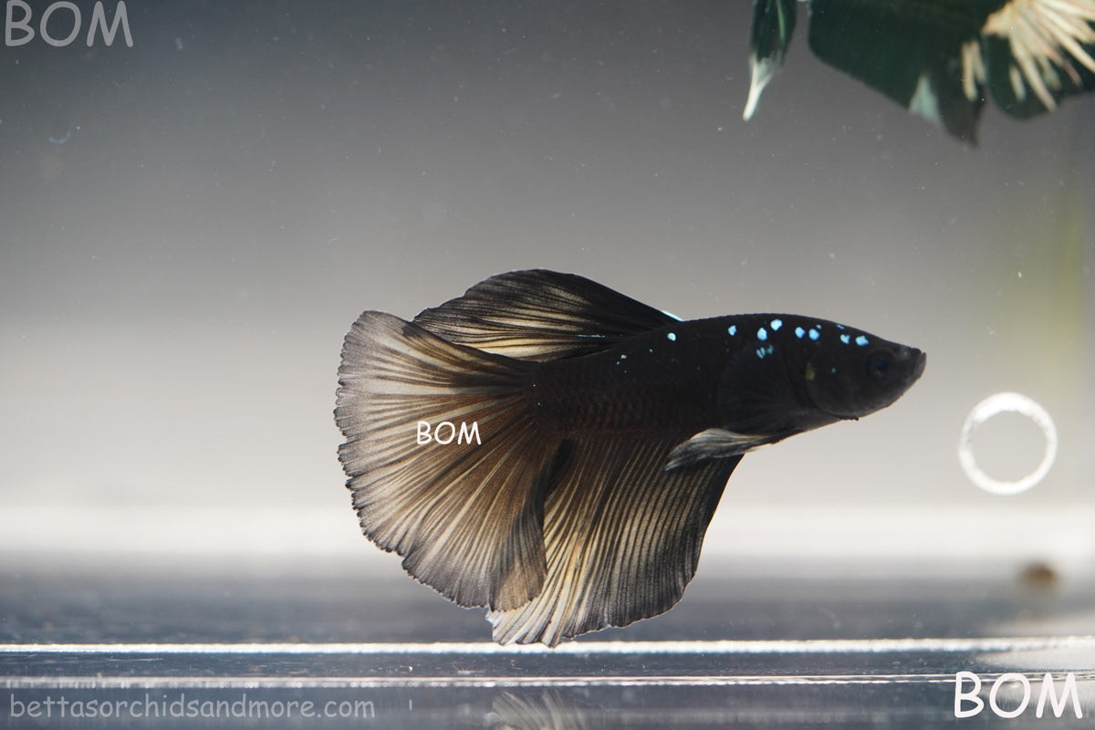 RARE | LIVE BETTA MALE HALFMOON YELLOW AVATAR GHOST | BOM-B292
