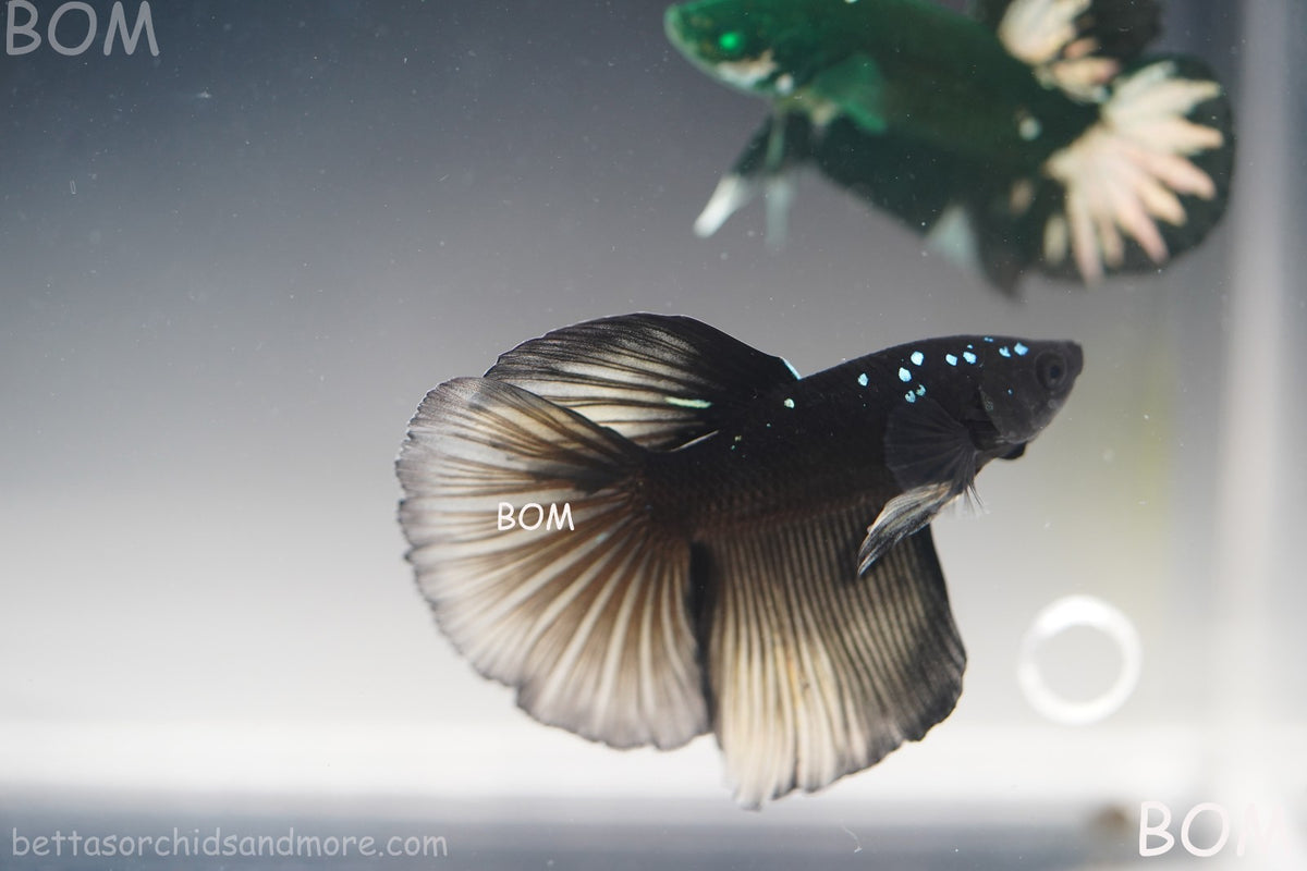 RARE | LIVE BETTA MALE HALFMOON YELLOW AVATAR GHOST | BOM-B292