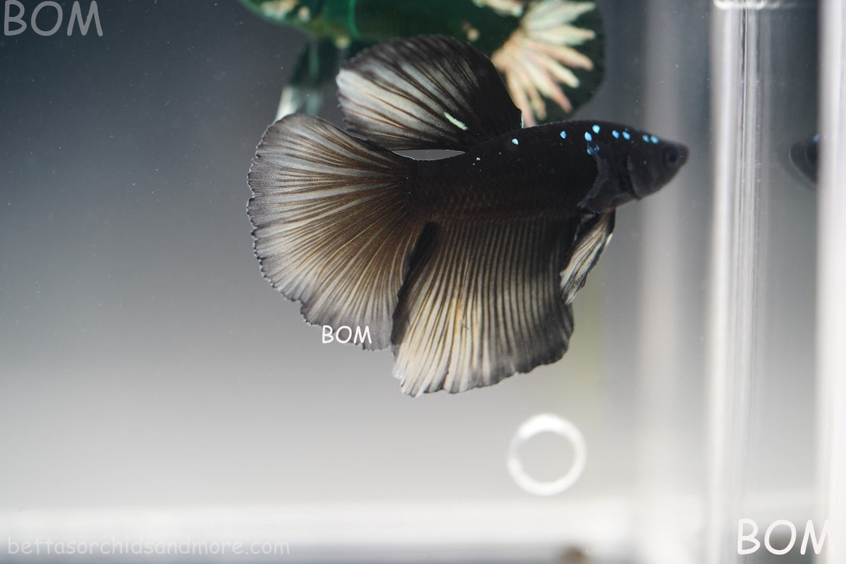 RARE | LIVE BETTA MALE HALFMOON YELLOW AVATAR GHOST | BOM-B292