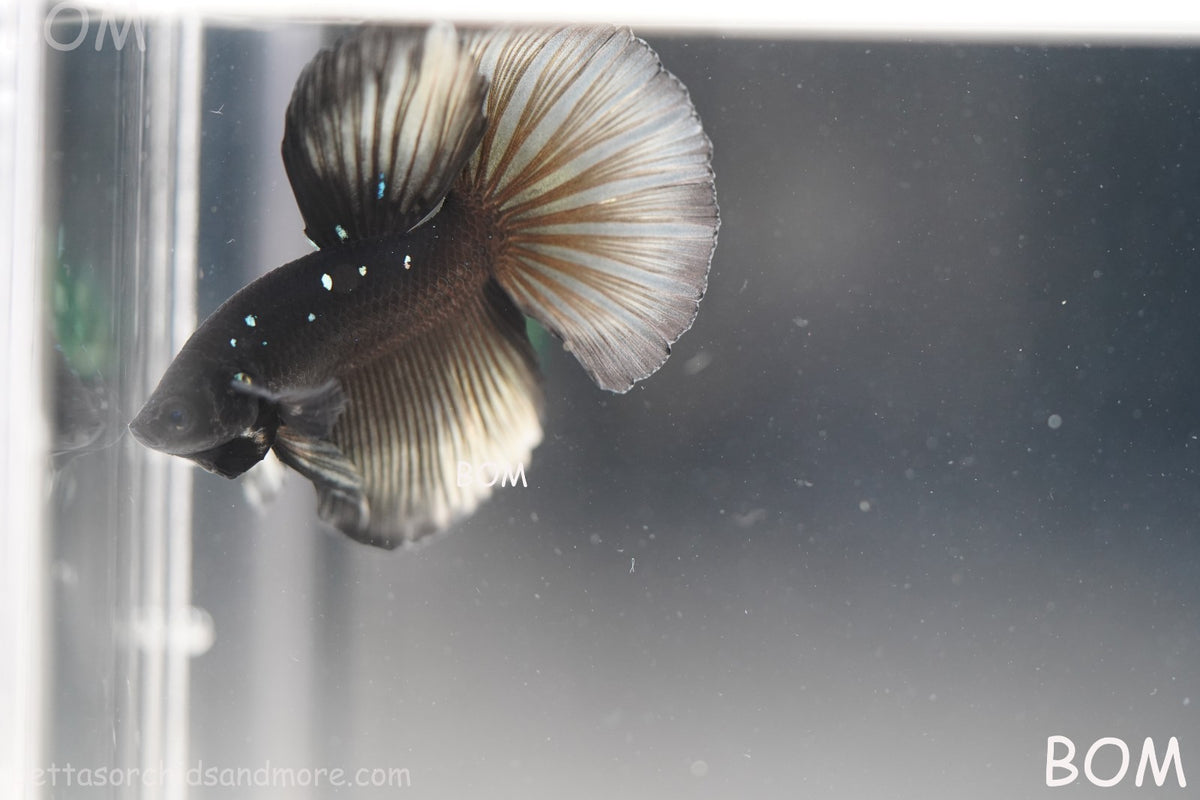 RARE | LIVE BETTA MALE HALFMOON YELLOW AVATAR GHOST | BOM-B292