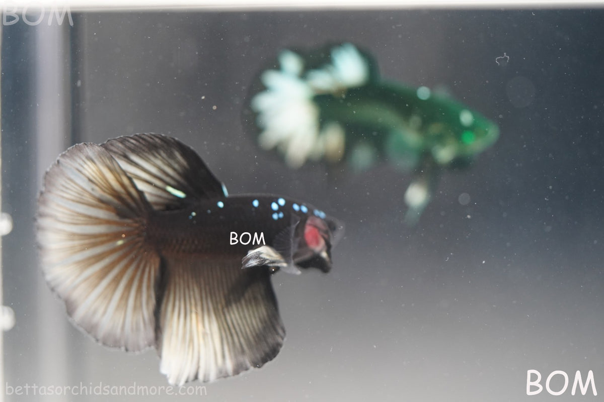 RARE | LIVE BETTA MALE HALFMOON YELLOW AVATAR GHOST | BOM-B292
