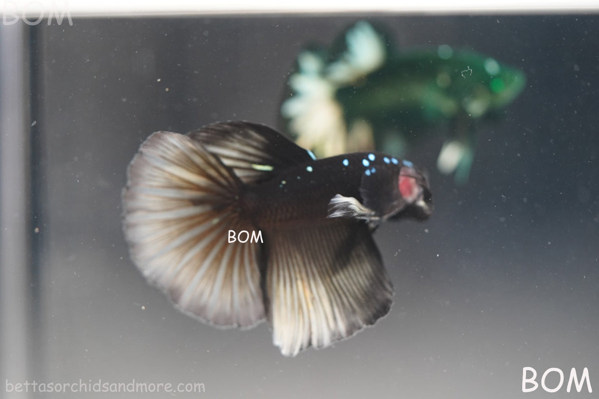 RARE | LIVE BETTA MALE HALFMOON YELLOW AVATAR GHOST | BOM-B292