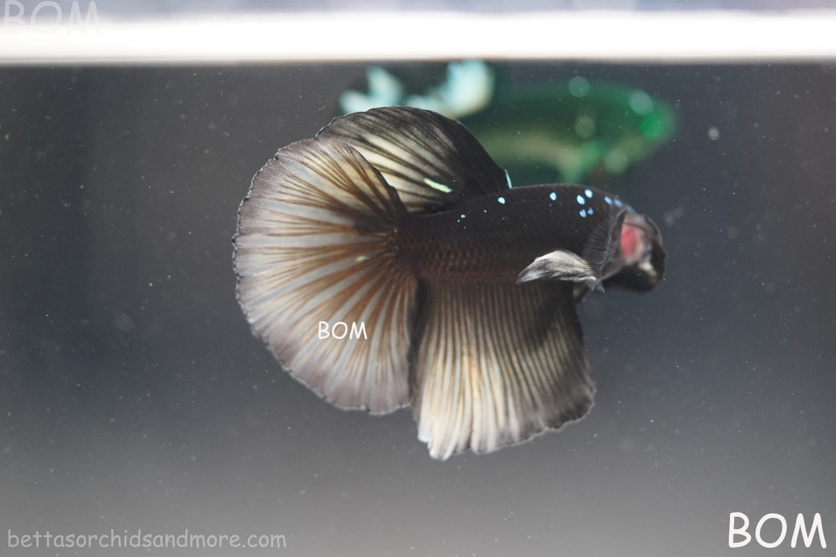 RARE | LIVE BETTA MALE HALFMOON YELLOW AVATAR GHOST | BOM-B292