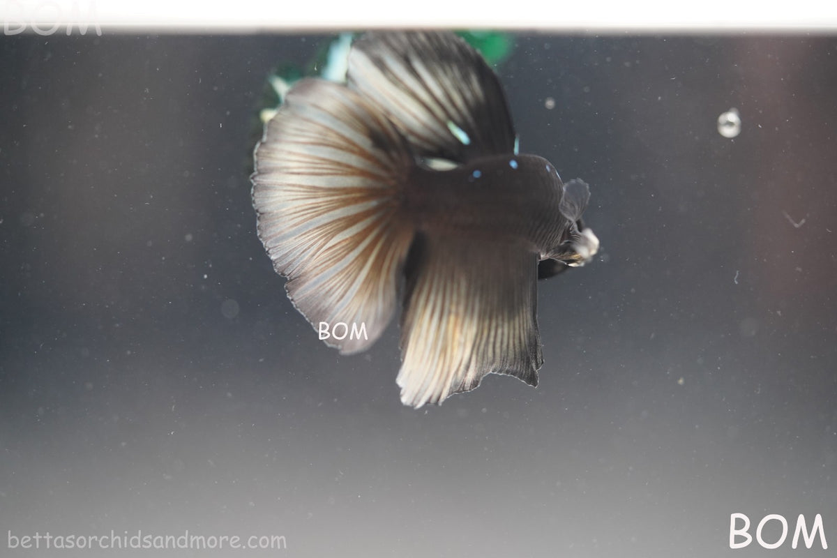 RARE | LIVE BETTA MALE HALFMOON YELLOW AVATAR GHOST | BOM-B292