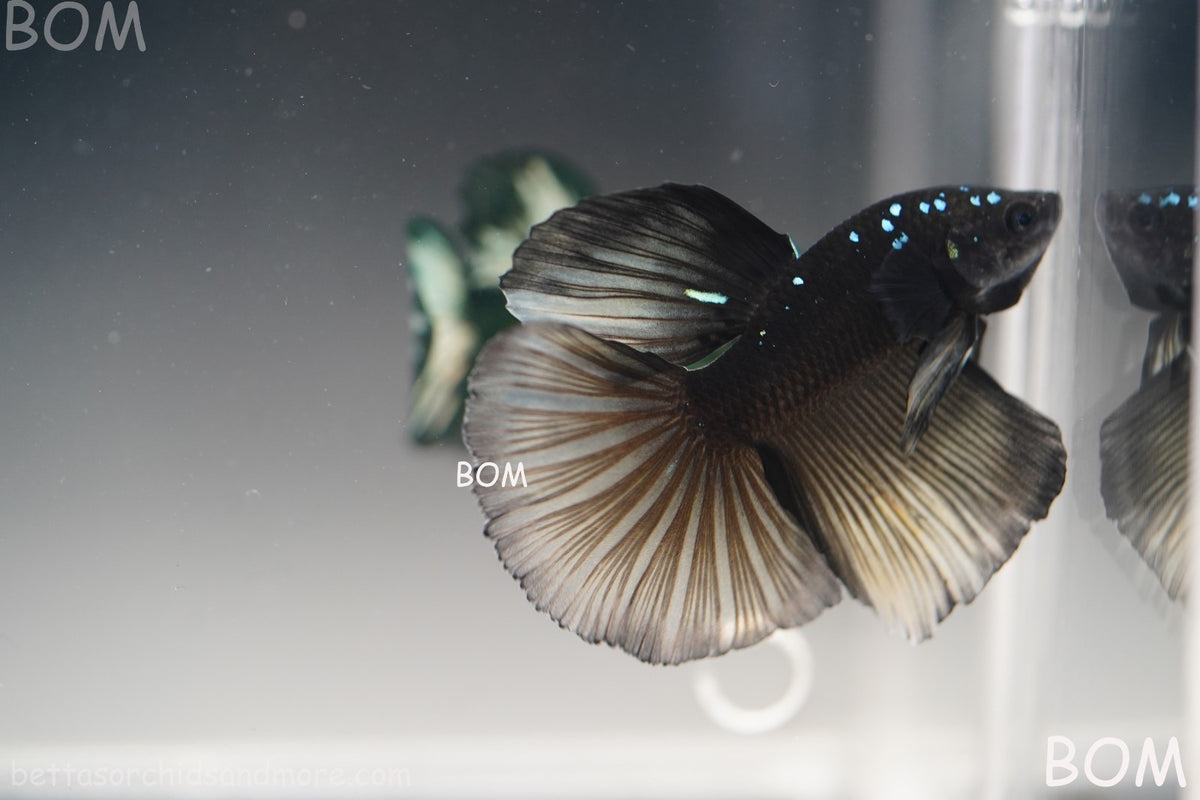 RARE | LIVE BETTA MALE HALFMOON YELLOW AVATAR GHOST | BOM-B292