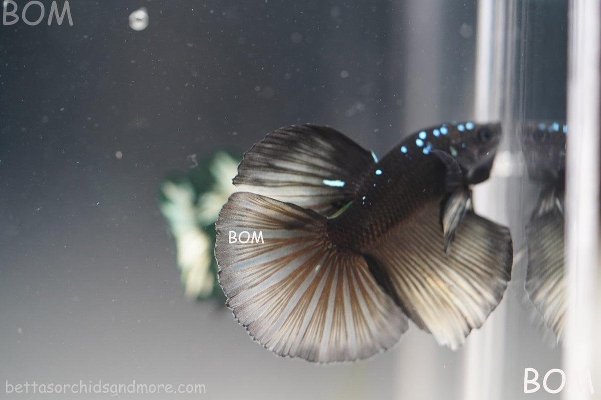RARE | LIVE BETTA MALE HALFMOON YELLOW AVATAR GHOST | BOM-B292
