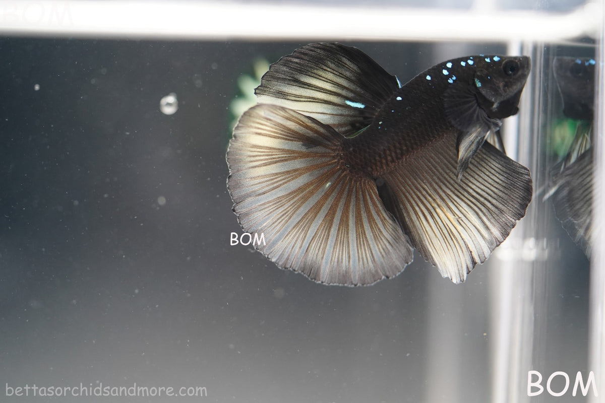 RARE | LIVE BETTA MALE HALFMOON YELLOW AVATAR GHOST | BOM-B292