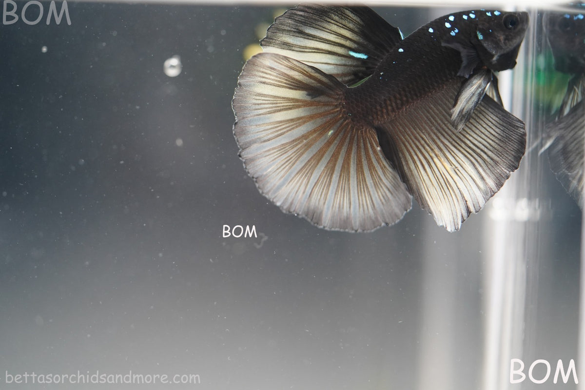 RARE | LIVE BETTA MALE HALFMOON YELLOW AVATAR GHOST | BOM-B292