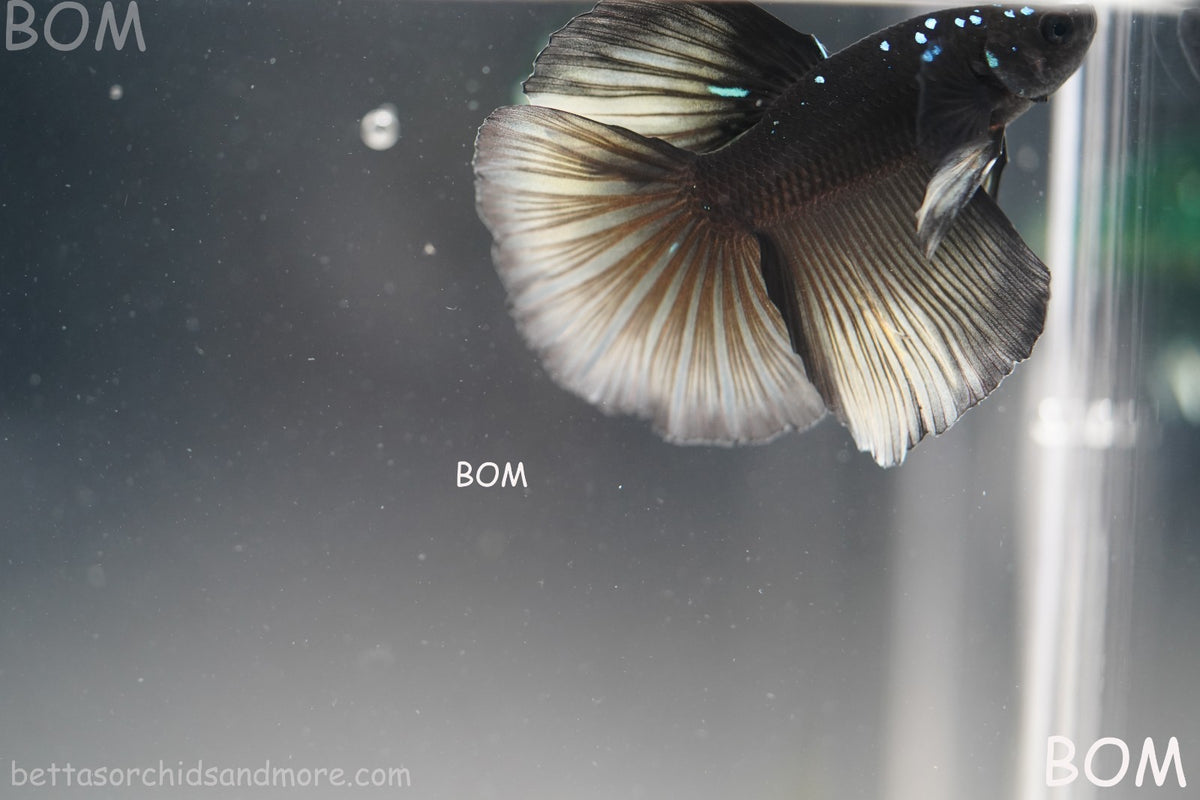 RARE | LIVE BETTA MALE HALFMOON YELLOW AVATAR GHOST | BOM-B292