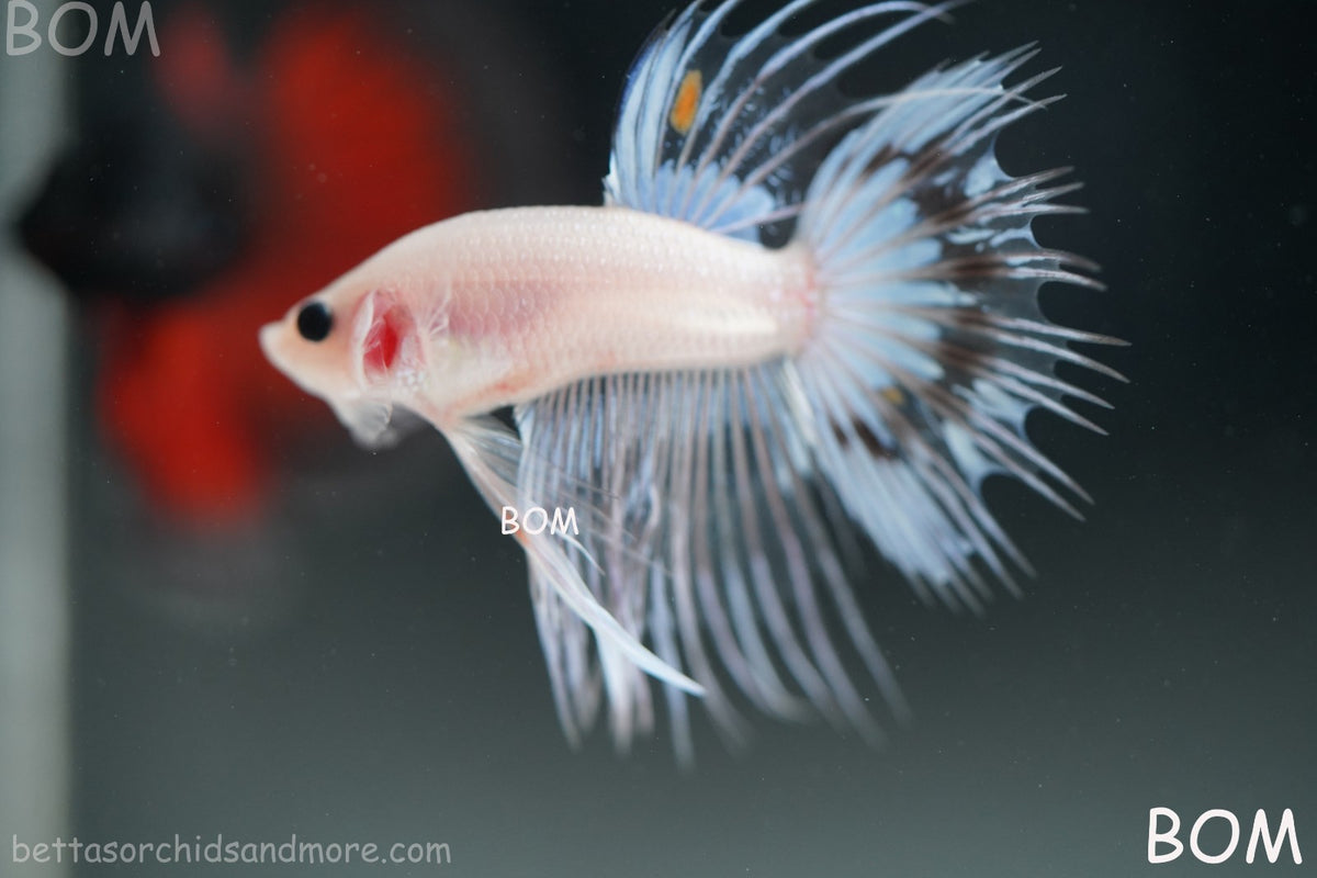 ULTRA RARE BETTA MALE CROWNTAIL PHANTOM WHITE GHOST | BOM-B342