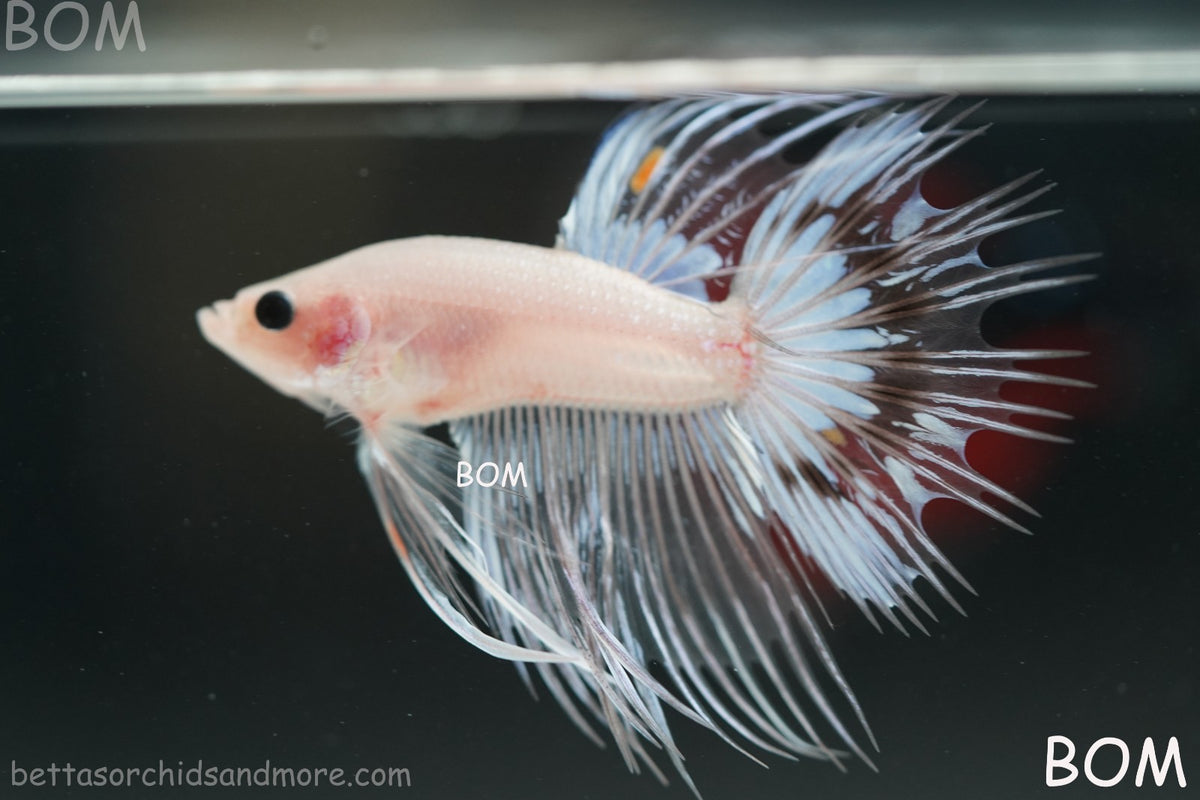 ULTRA RARE BETTA MALE CROWNTAIL PHANTOM WHITE GHOST | BOM-B342