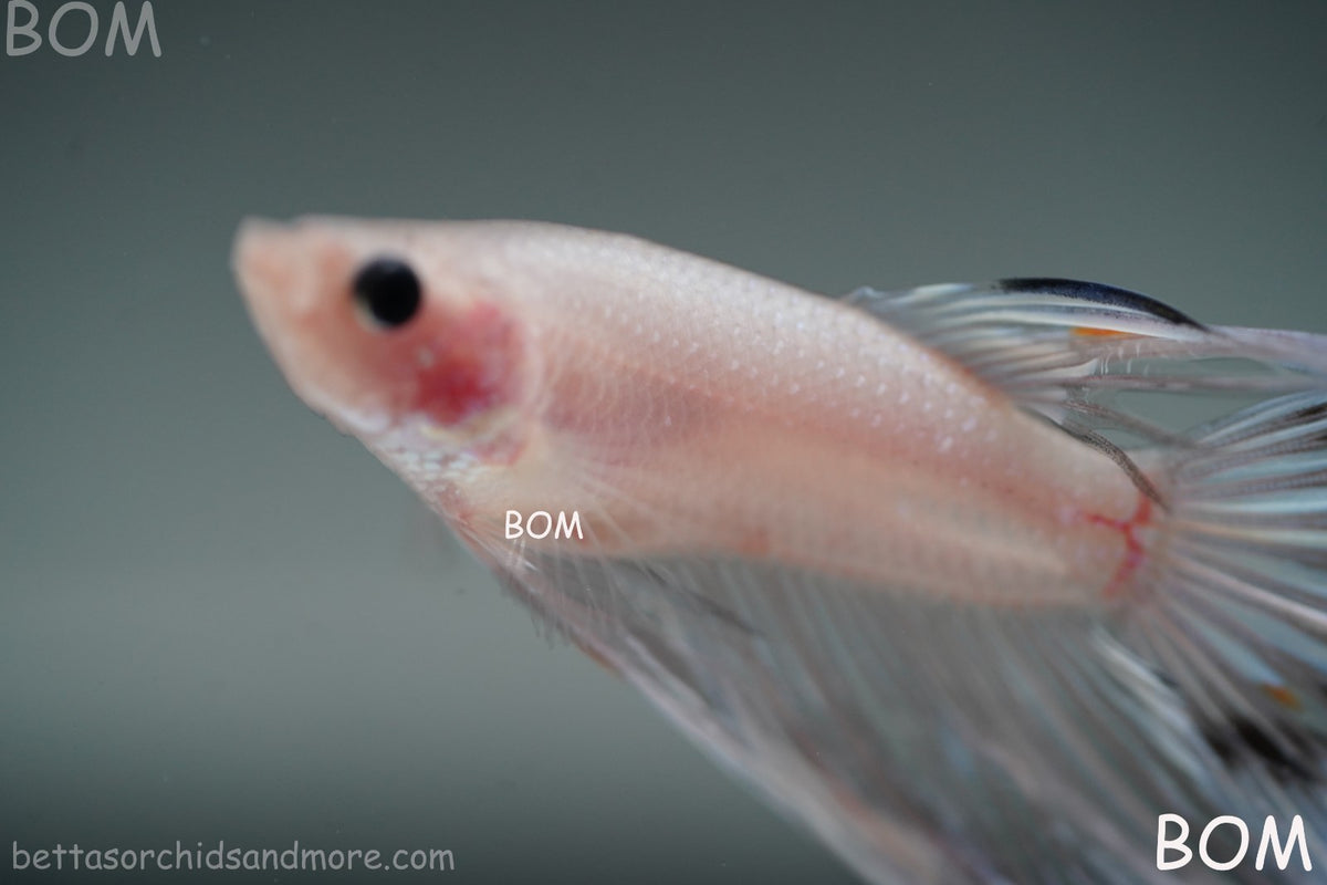 ULTRA RARE BETTA MALE CROWNTAIL PHANTOM WHITE GHOST | BOM-B342