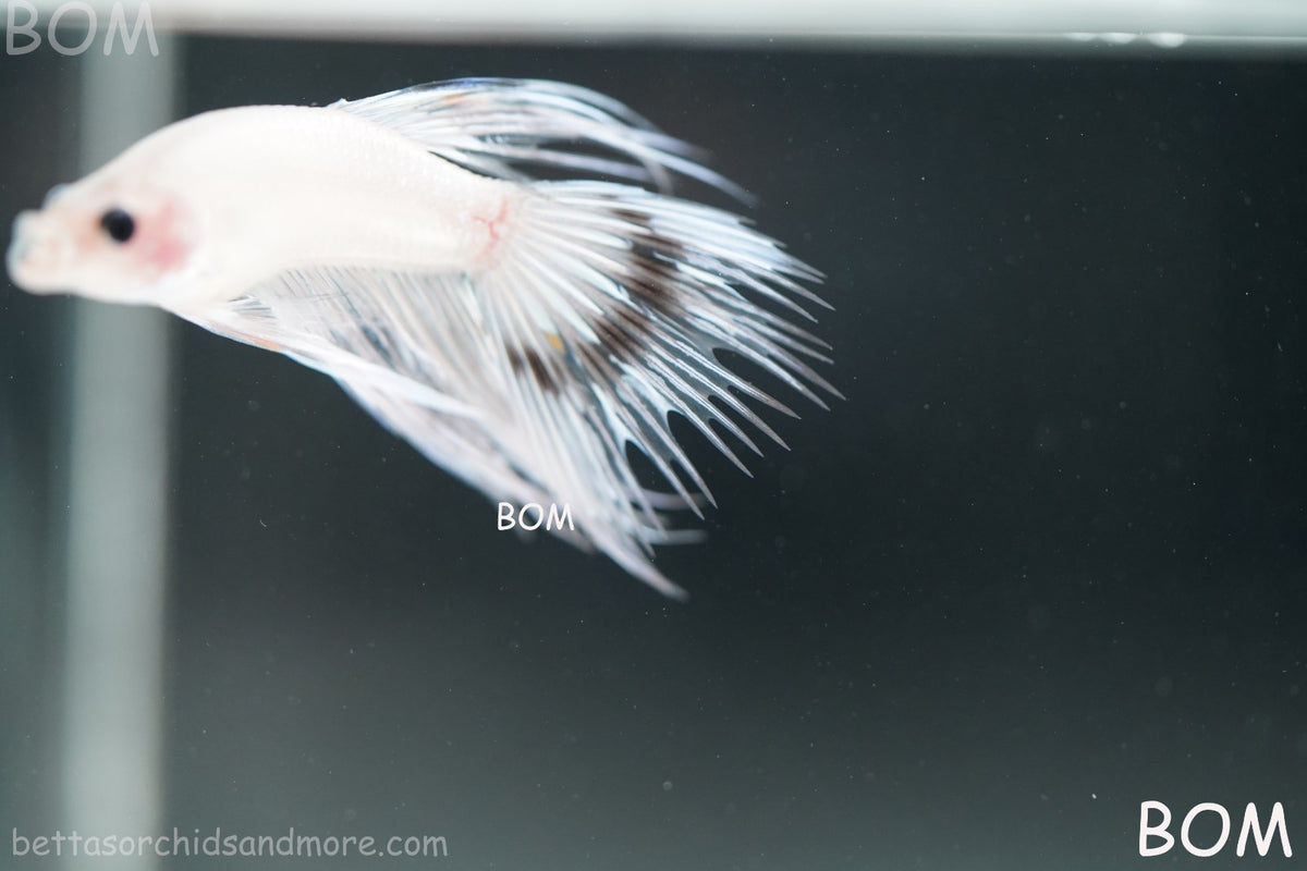 ULTRA RARE BETTA MALE CROWNTAIL PHANTOM WHITE GHOST | BOM-B342