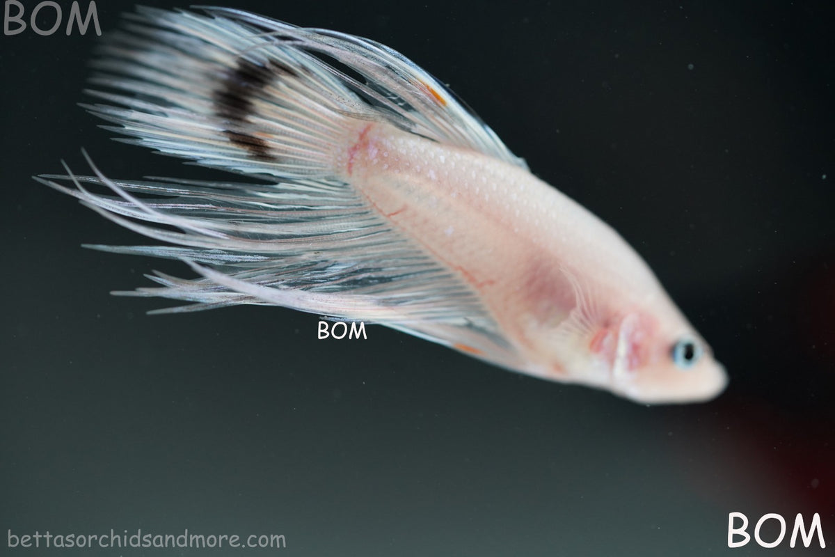 ULTRA RARE BETTA MALE CROWNTAIL PHANTOM WHITE GHOST | BOM-B342
