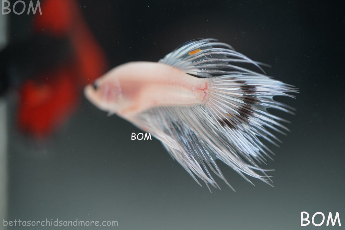 ULTRA RARE BETTA MALE CROWNTAIL PHANTOM WHITE GHOST | BOM-B342
