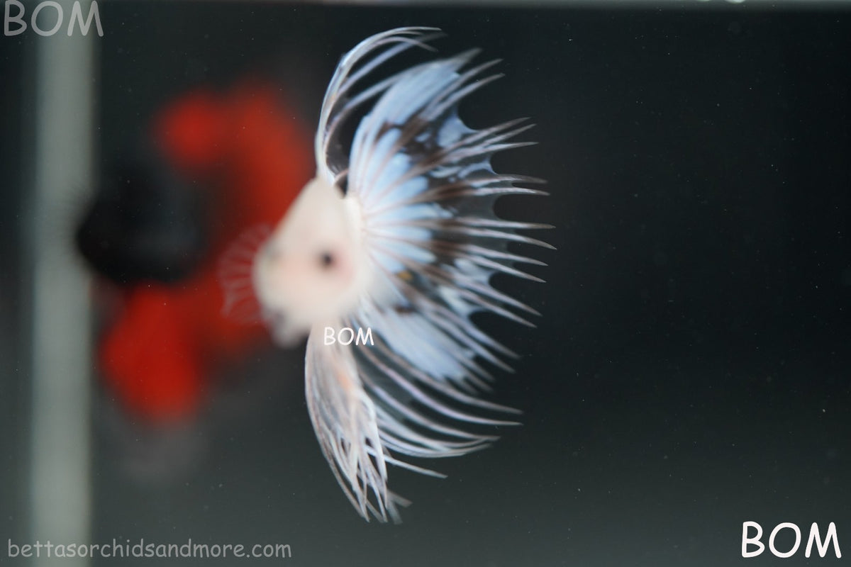 ULTRA RARE BETTA MALE CROWNTAIL PHANTOM WHITE GHOST | BOM-B342