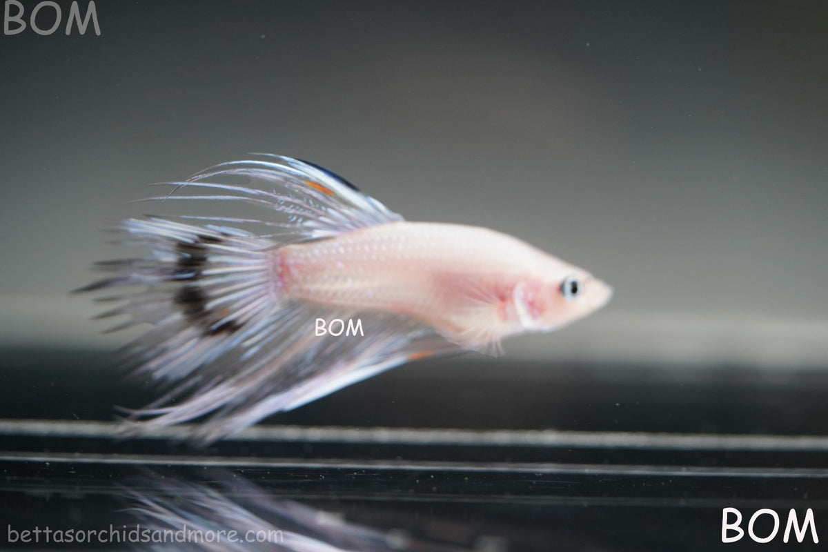 ULTRA RARE BETTA MALE CROWNTAIL PHANTOM WHITE GHOST | BOM-B342