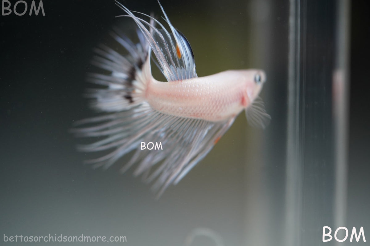 ULTRA RARE BETTA MALE CROWNTAIL PHANTOM WHITE GHOST | BOM-B342