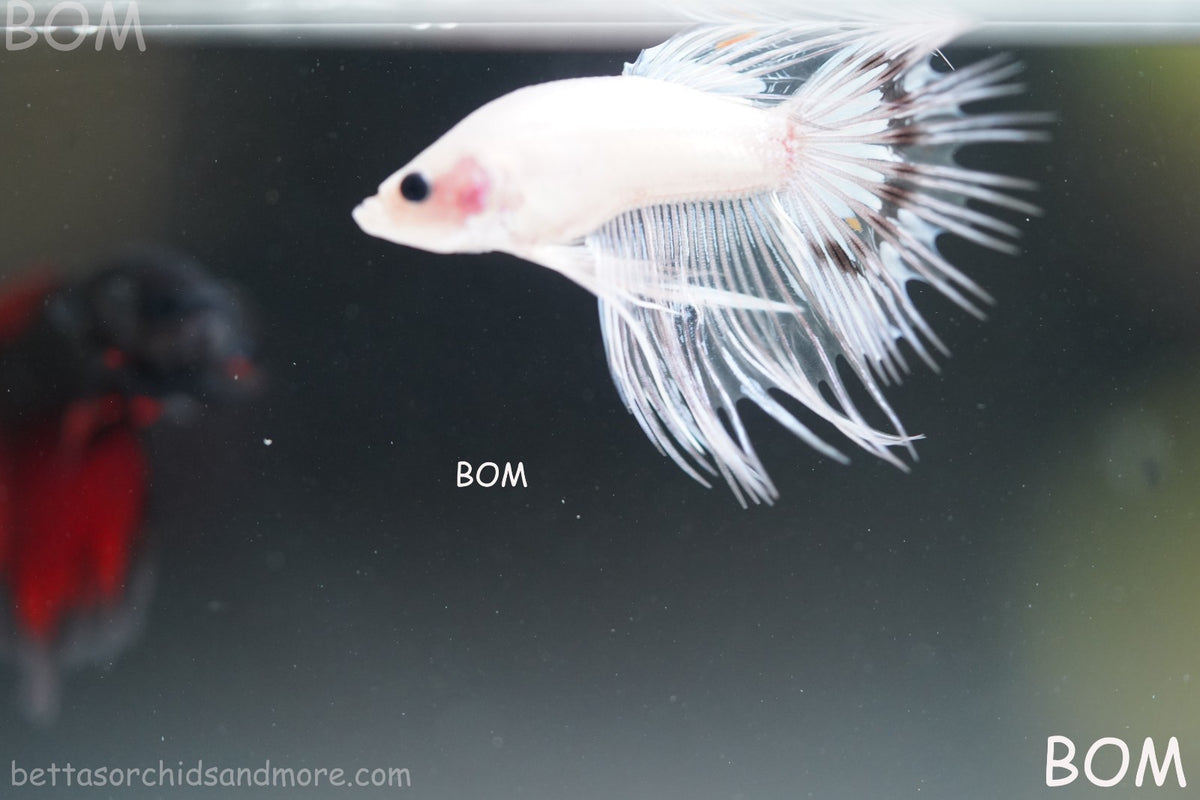 ULTRA RARE BETTA MALE CROWNTAIL PHANTOM WHITE GHOST | BOM-B342