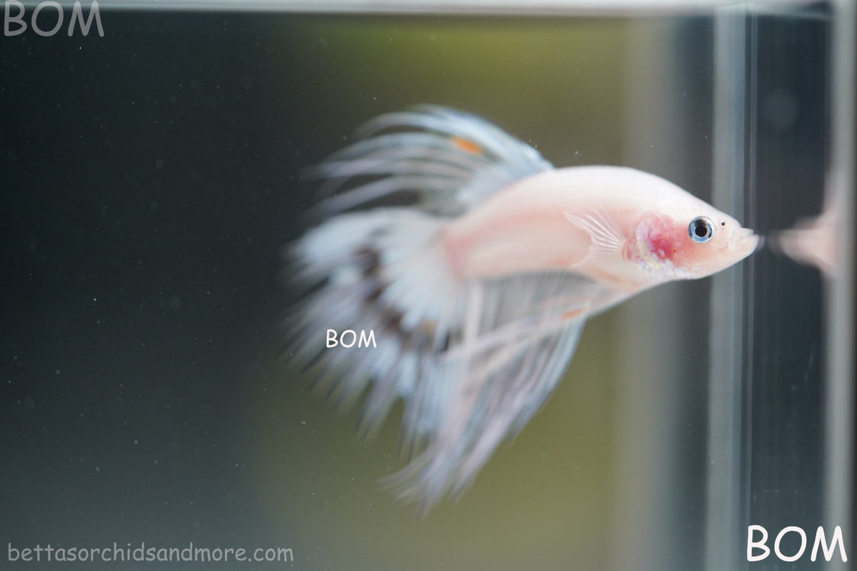 ULTRA RARE BETTA MALE CROWNTAIL PHANTOM WHITE GHOST | BOM-B342