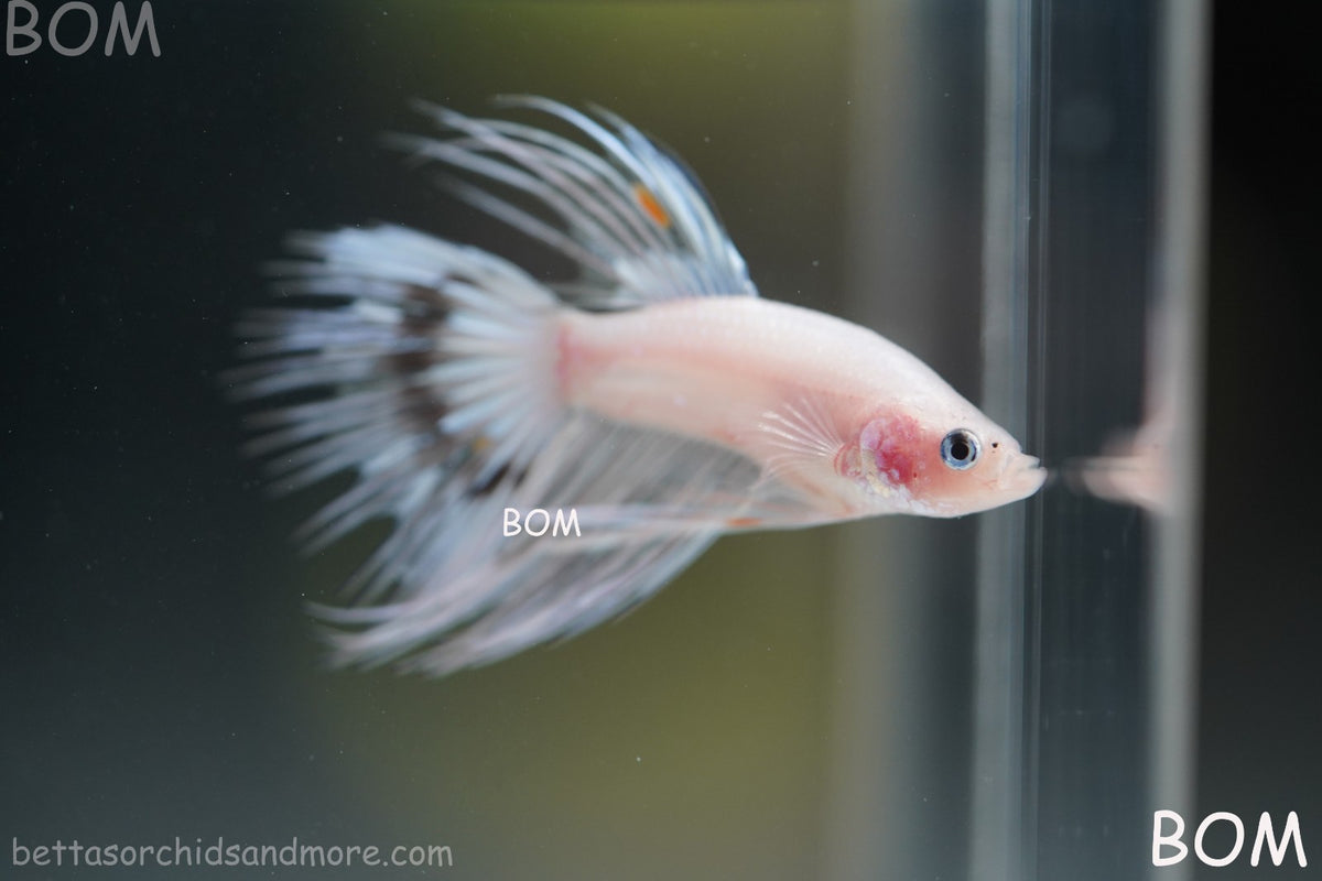 ULTRA RARE BETTA MALE CROWNTAIL PHANTOM WHITE GHOST | BOM-B342