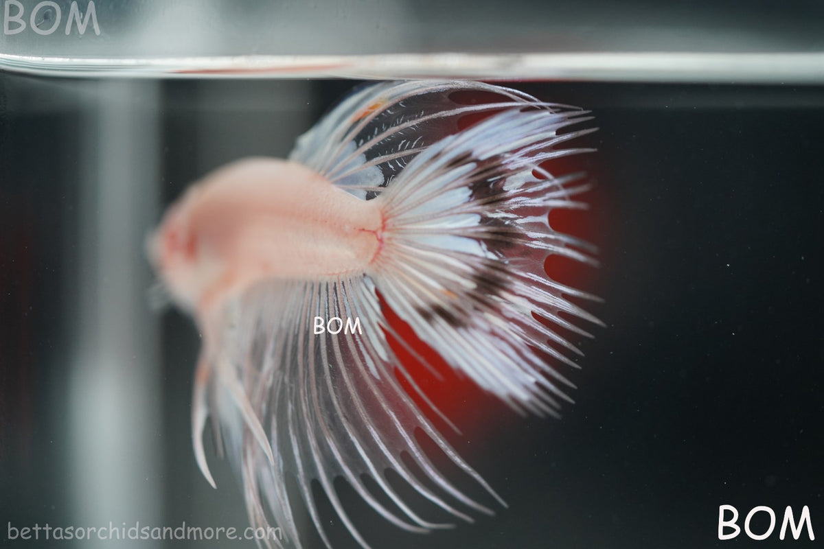 ULTRA RARE BETTA MALE CROWNTAIL PHANTOM WHITE GHOST | BOM-B342