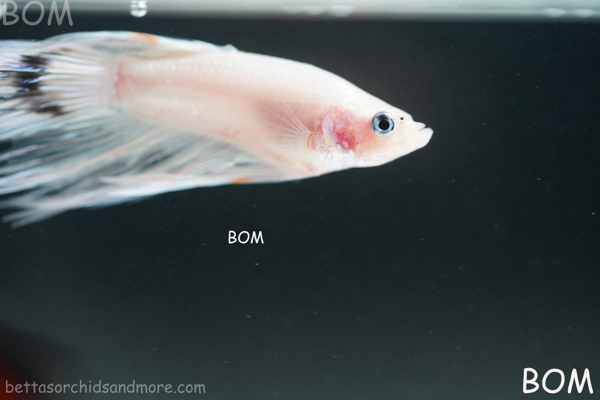 ULTRA RARE BETTA MALE CROWNTAIL PHANTOM WHITE GHOST | BOM-B342