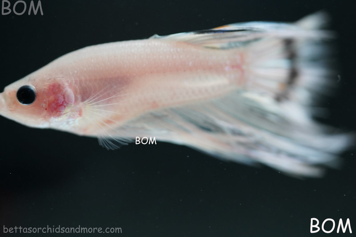 ULTRA RARE BETTA MALE CROWNTAIL PHANTOM WHITE GHOST | BOM-B342