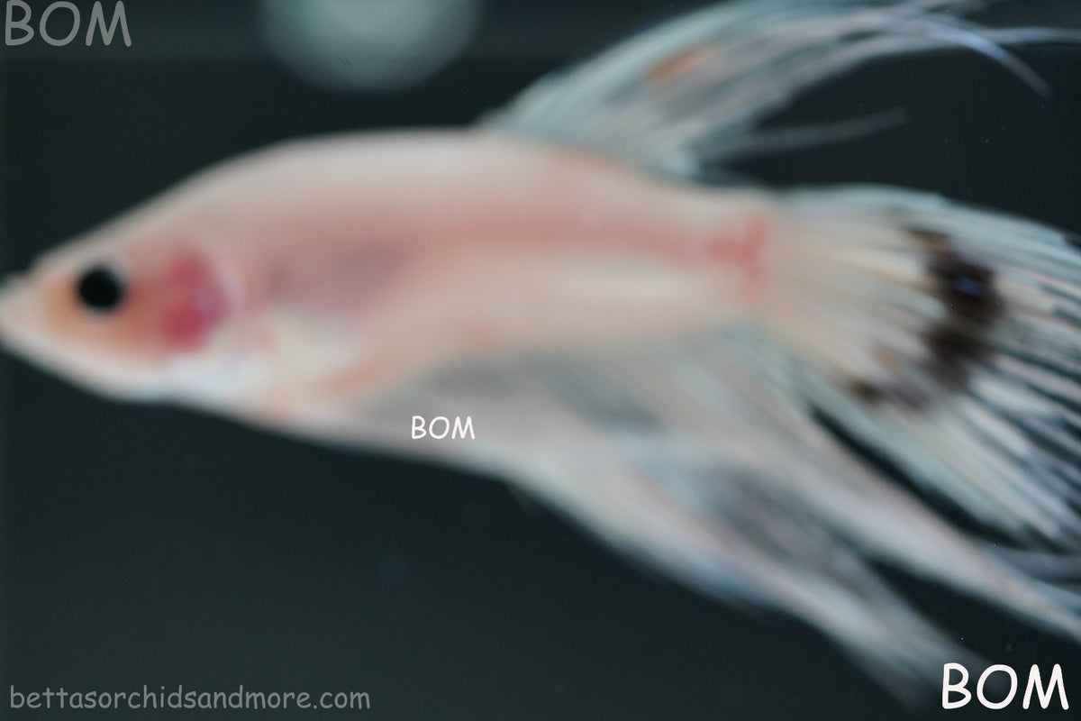ULTRA RARE BETTA MALE CROWNTAIL PHANTOM WHITE GHOST | BOM-B342