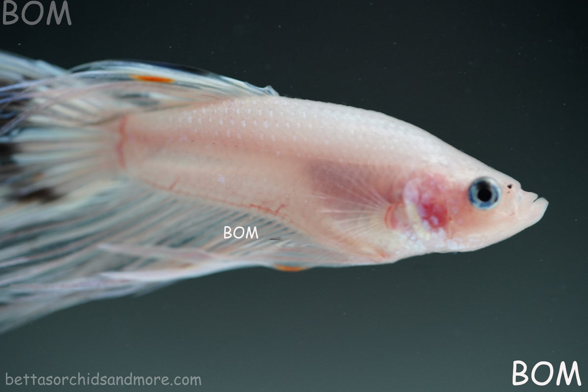 ULTRA RARE BETTA MALE CROWNTAIL PHANTOM WHITE GHOST | BOM-B342