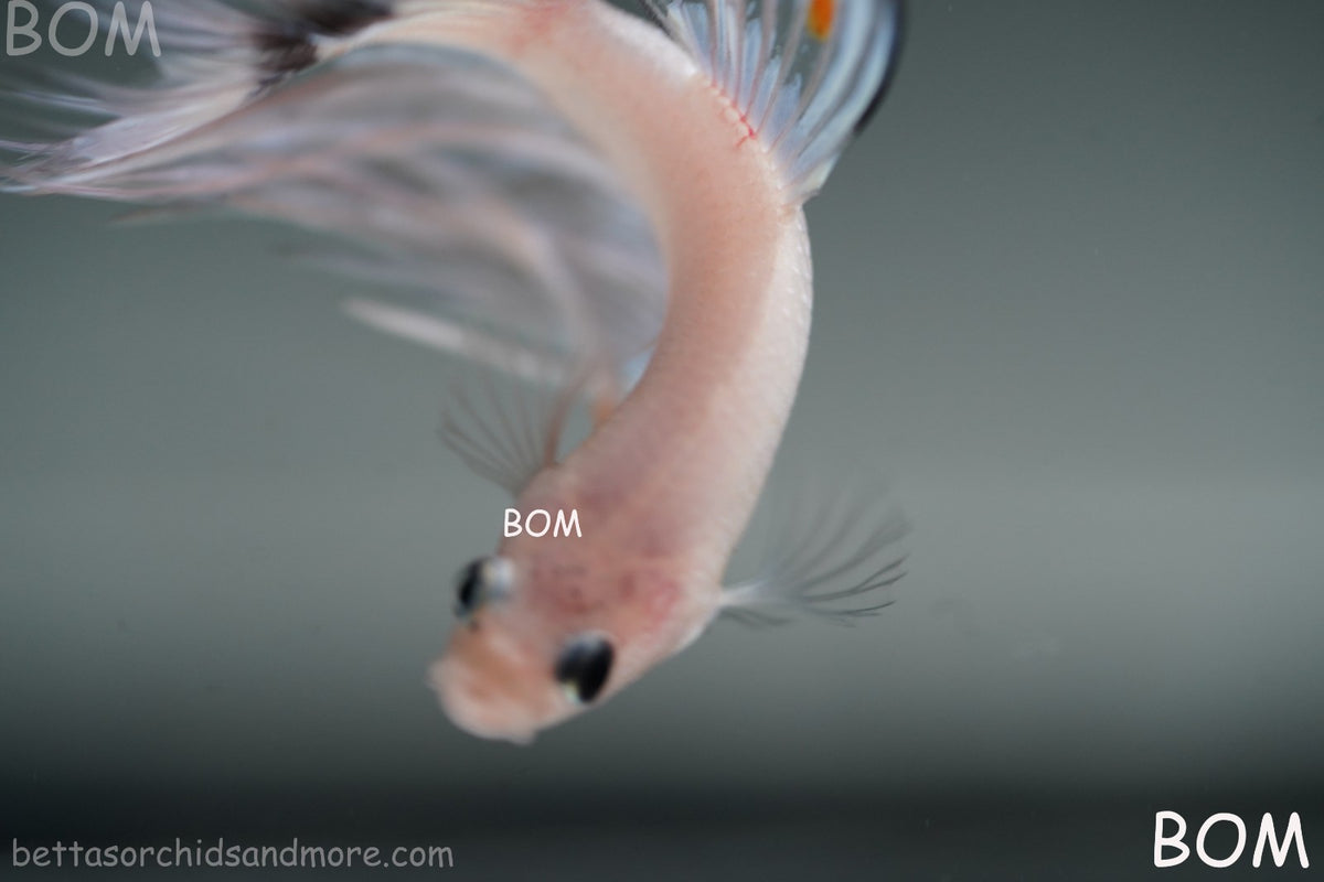 ULTRA RARE BETTA MALE CROWNTAIL PHANTOM WHITE GHOST | BOM-B342