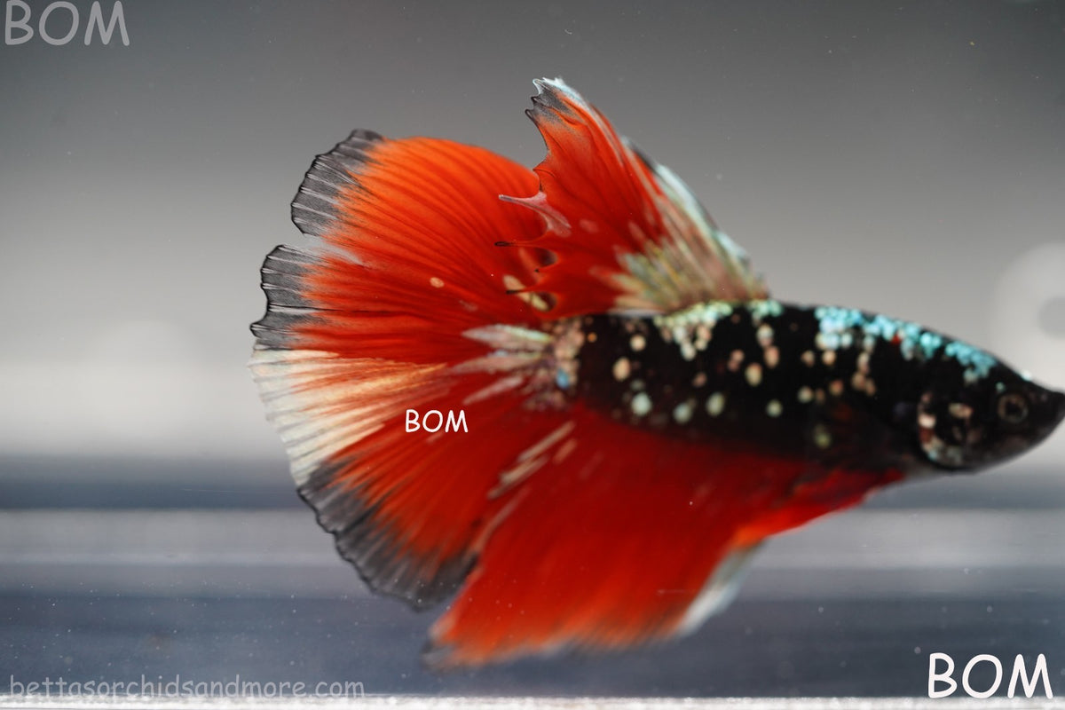 ULTRA RARE I LIVE BETTA MALE HALFMOON RED DEVIL AVATAR GHOST  | BOM-B295