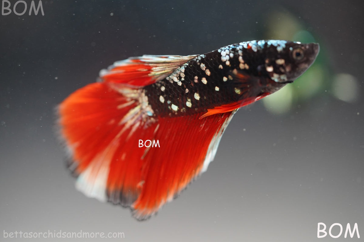 ULTRA RARE I LIVE BETTA MALE HALFMOON RED DEVIL AVATAR GHOST  | BOM-B295