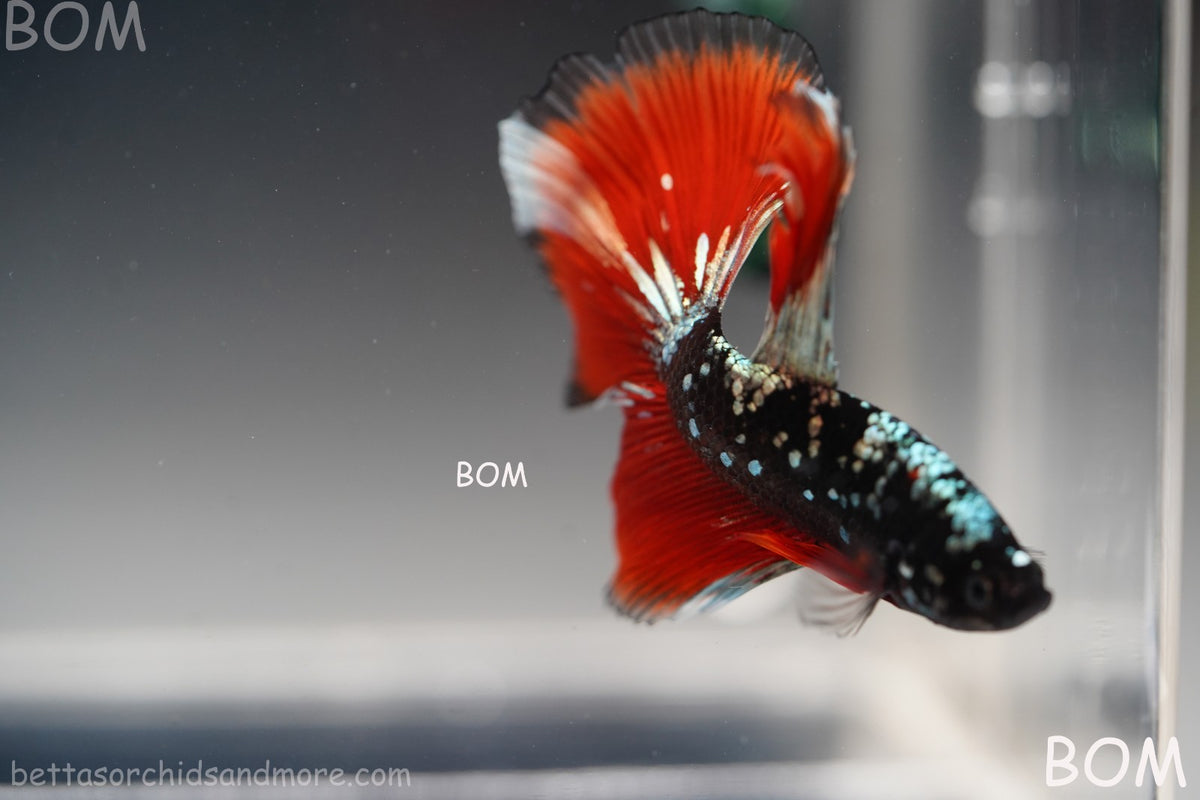 ULTRA RARE I LIVE BETTA MALE HALFMOON RED DEVIL AVATAR GHOST  | BOM-B295