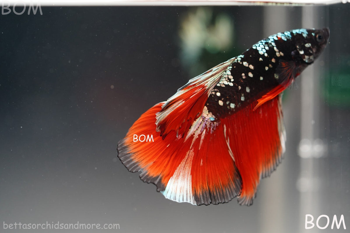 ULTRA RARE I LIVE BETTA MALE HALFMOON RED DEVIL AVATAR GHOST  | BOM-B295