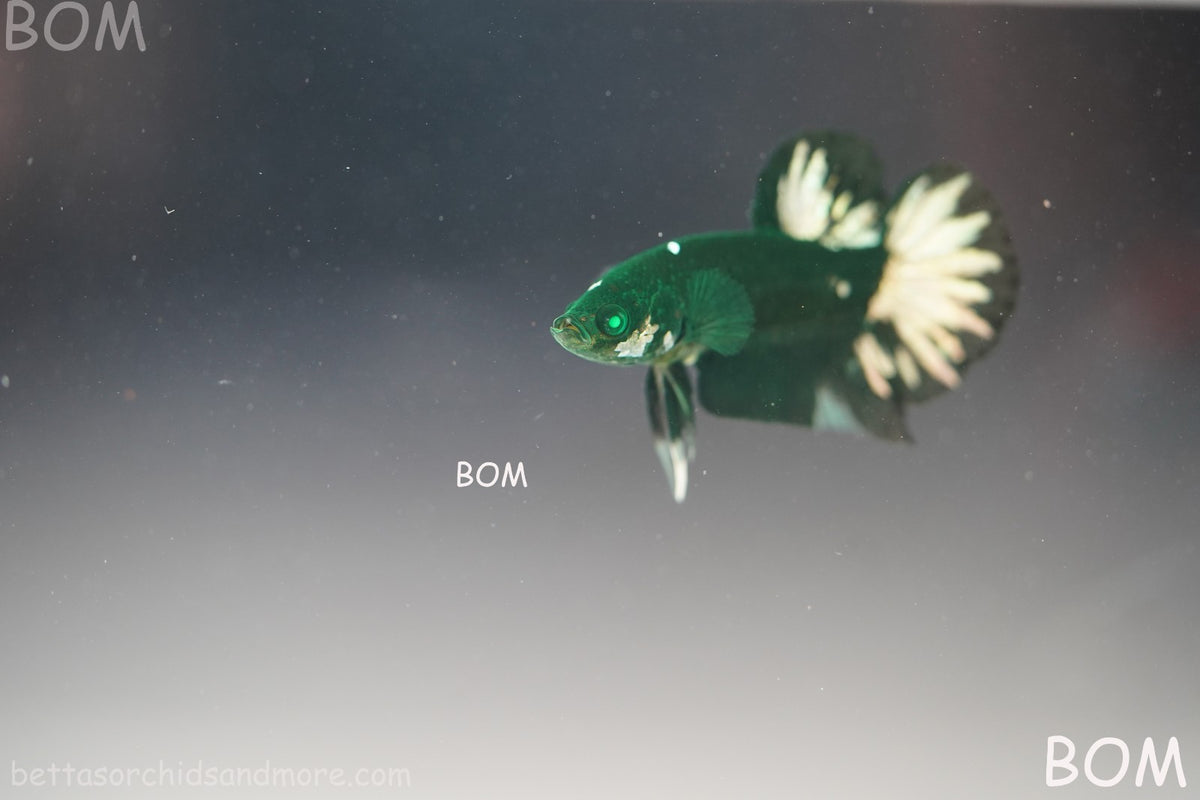 ULTRA RARE I LIVE BETTA MALE HALFMOON RED DEVIL AVATAR GHOST  | BOM-B295