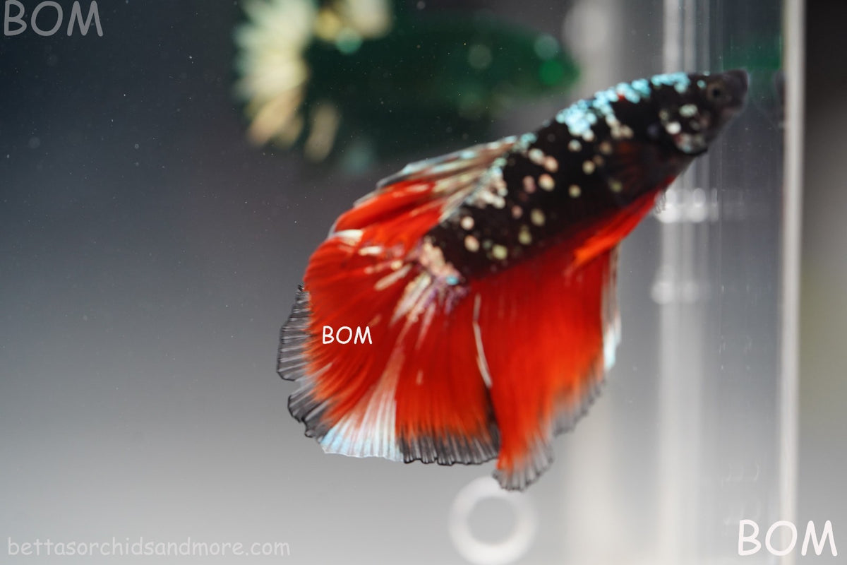 ULTRA RARE I LIVE BETTA MALE HALFMOON RED DEVIL AVATAR GHOST  | BOM-B295