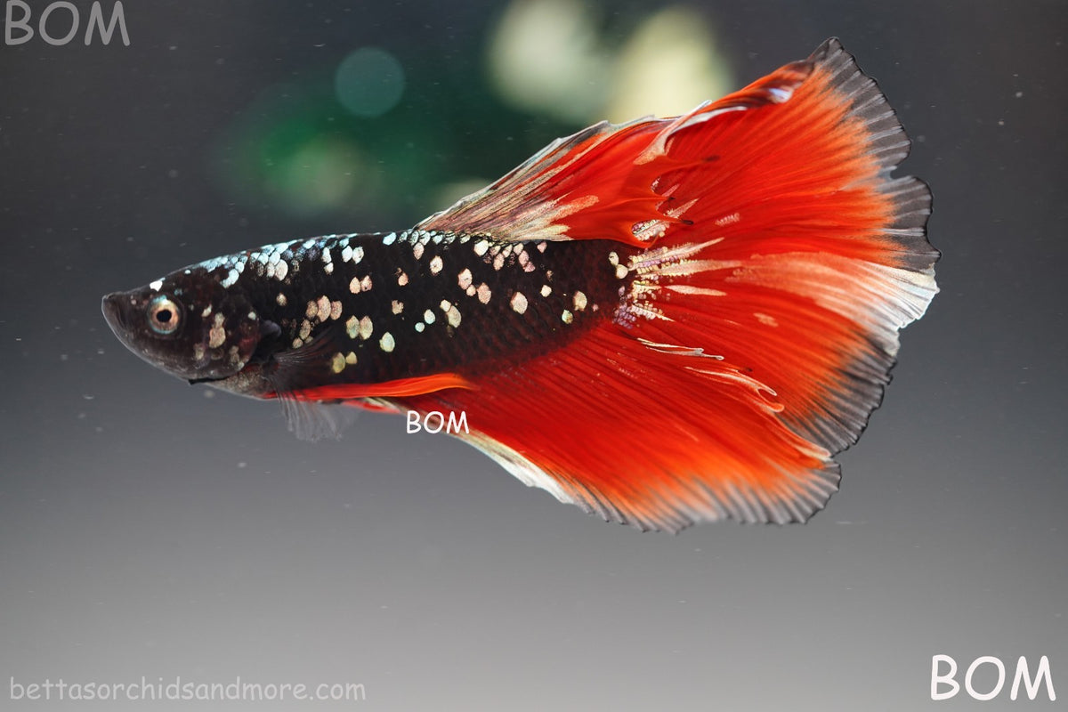 ULTRA RARE I LIVE BETTA MALE HALFMOON RED DEVIL AVATAR GHOST  | BOM-B295