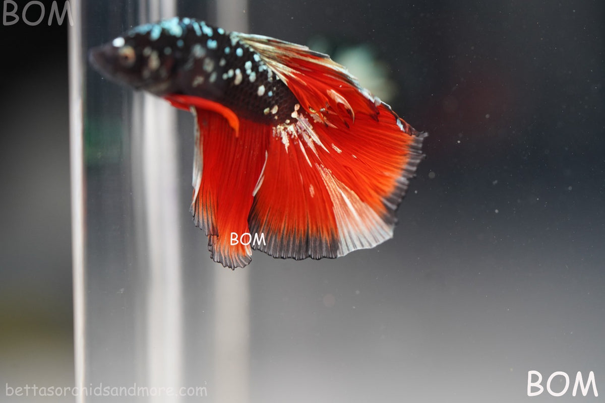 ULTRA RARE I LIVE BETTA MALE HALFMOON RED DEVIL AVATAR GHOST  | BOM-B295