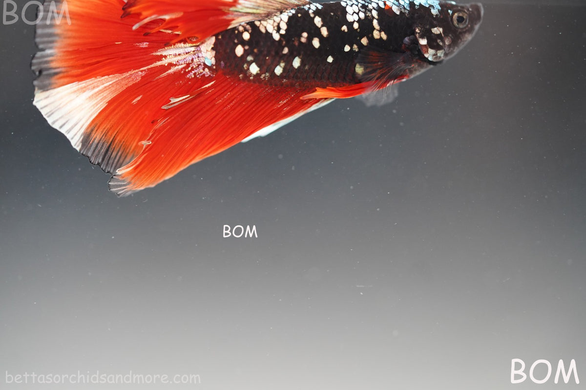ULTRA RARE I LIVE BETTA MALE HALFMOON RED DEVIL AVATAR GHOST  | BOM-B295