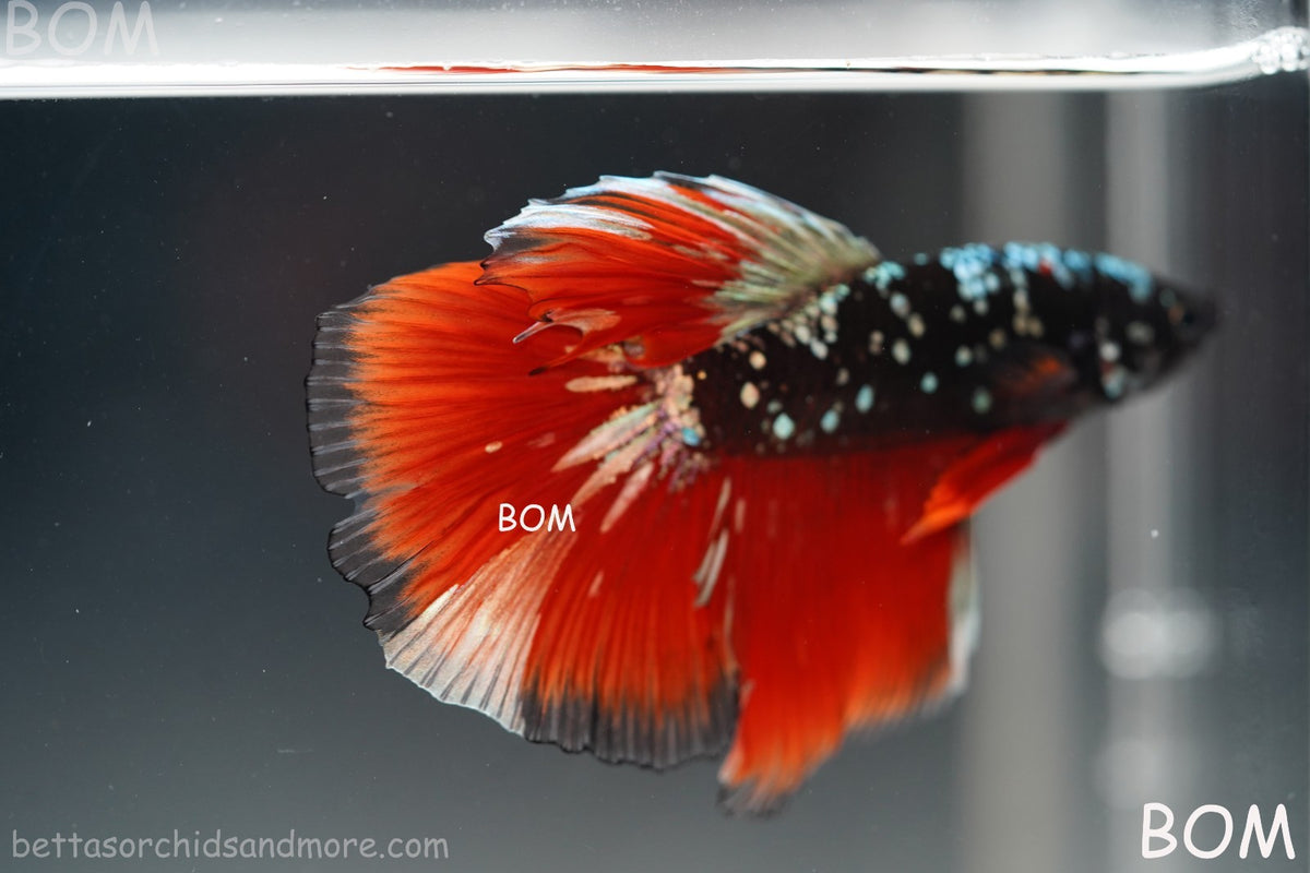 ULTRA RARE I LIVE BETTA MALE HALFMOON RED DEVIL AVATAR GHOST  | BOM-B295